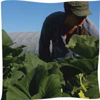 Checking the produce