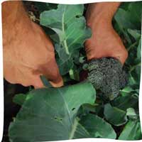 Harvesting broccoli