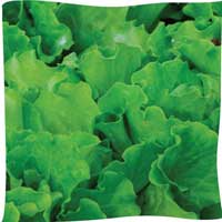 More lettuce