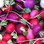 radishes_1